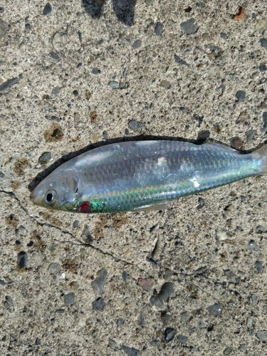 カタボシイワシの釣果