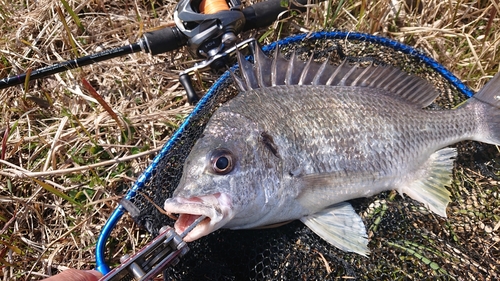 キビレの釣果