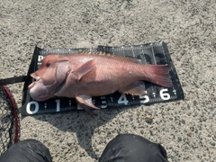 コブダイの釣果