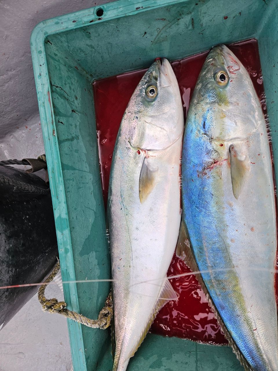 洋平たんさんの釣果 2枚目の画像