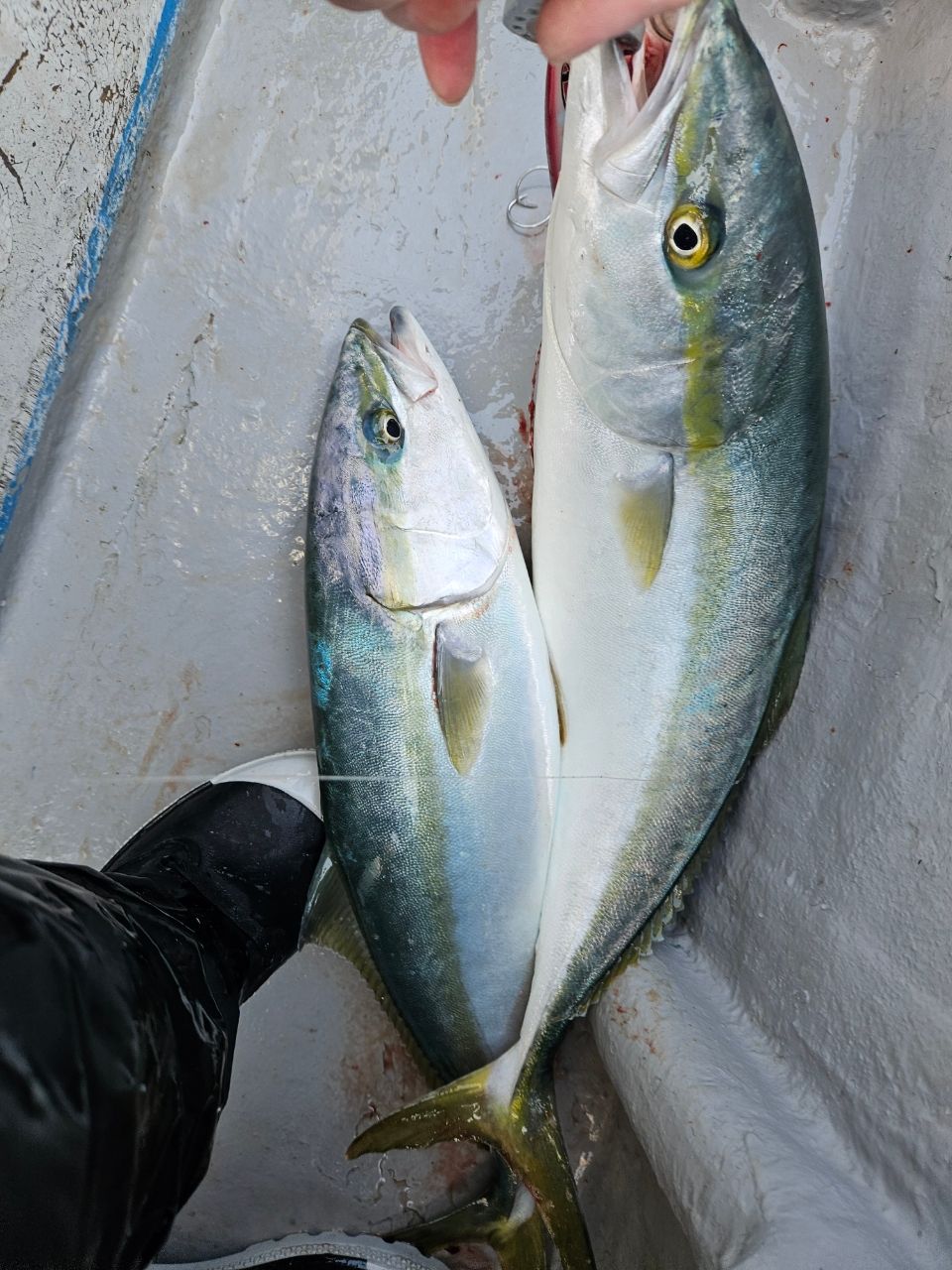 洋平たんさんの釣果 3枚目の画像