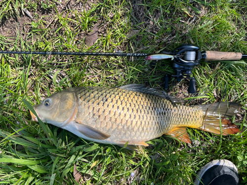 コイの釣果