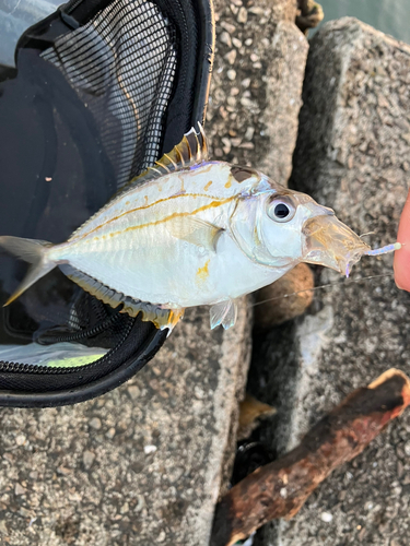 イトヒキヒイラギの釣果