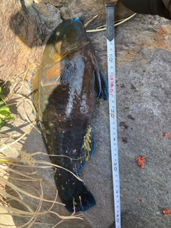 アオブダイの釣果