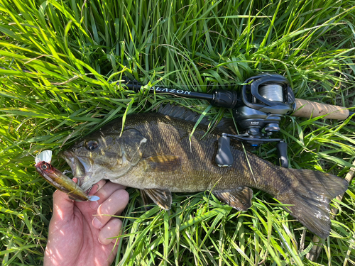 スモールマウスバスの釣果