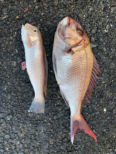 アマダイの釣果