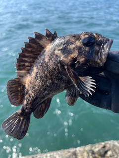 ハチガラの釣果