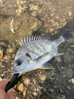 キビレの釣果