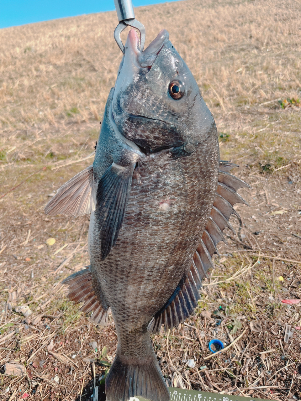 クロダイ