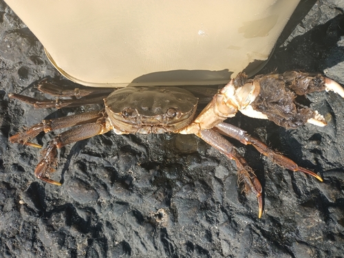 モクズガニの釣果