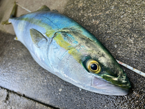 ハマチの釣果