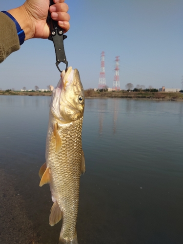 ニゴイの釣果