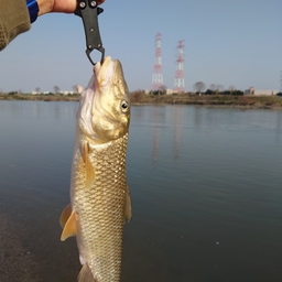 あぶがるの釣果