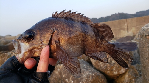 メバルの釣果