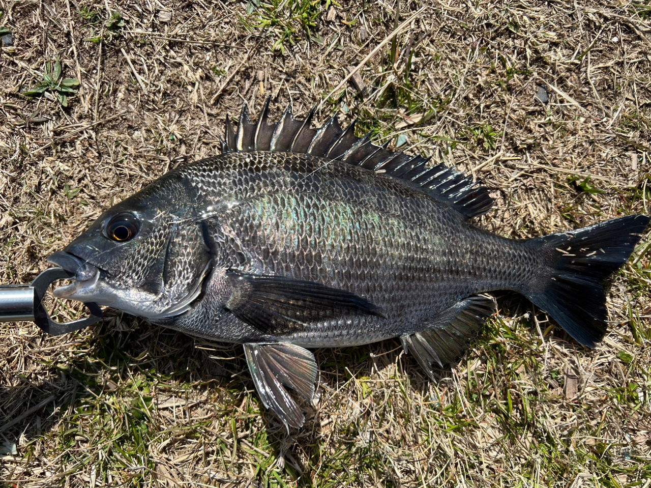 クロダイ