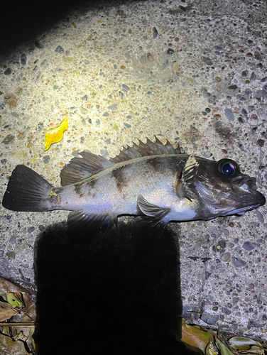 メバルの釣果