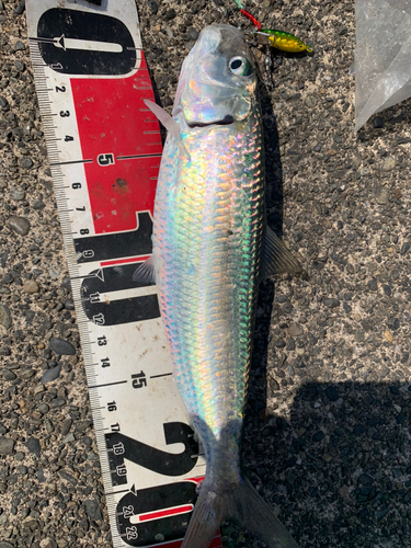 カタボシイワシの釣果