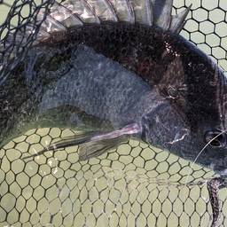 チヌ王子の釣果