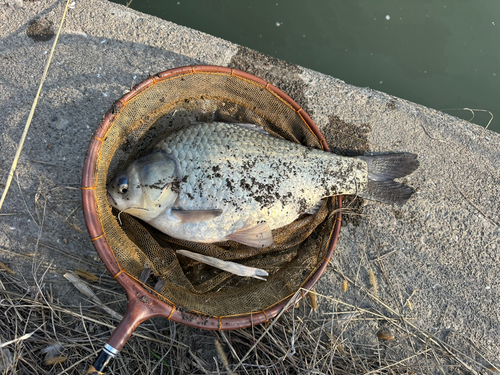 ヘラブナの釣果