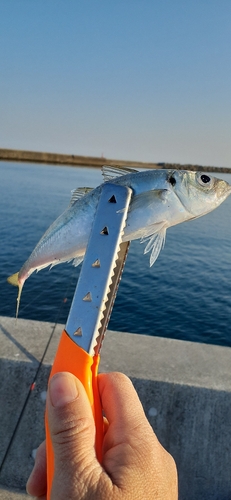 釣果