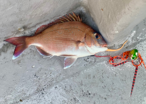 マダイの釣果