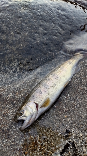 ヤマメの釣果