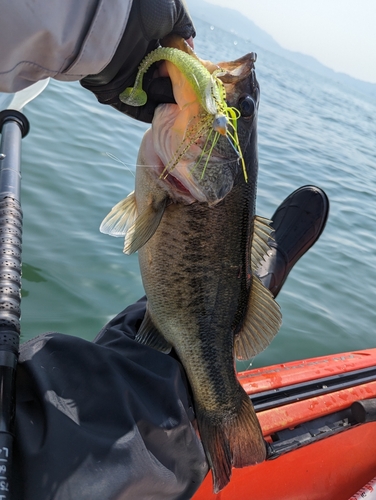 ブラックバスの釣果