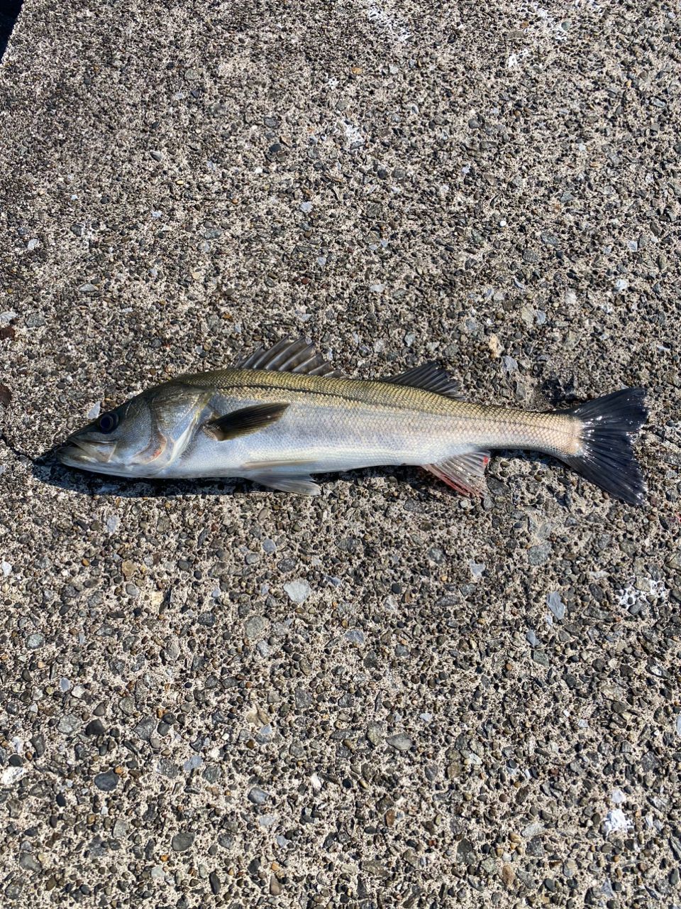 あしかず44さんの釣果 2枚目の画像