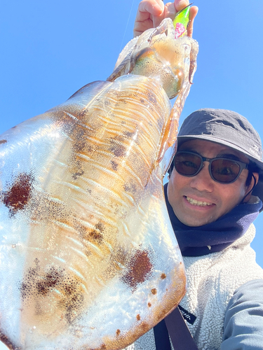 アオリイカの釣果