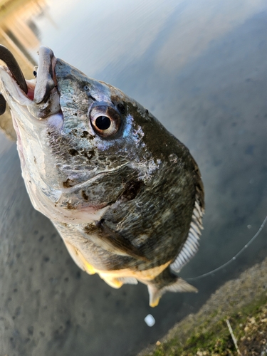 キビレの釣果