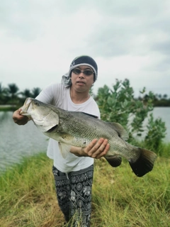 バラマンディの釣果