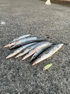 カマスの釣果