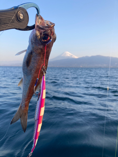 クロムツの釣果