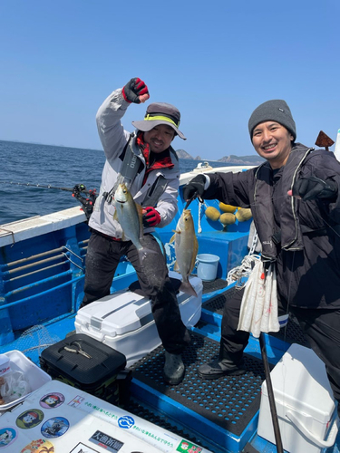 イサキの釣果