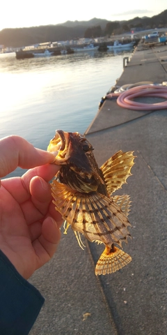 カジカの釣果