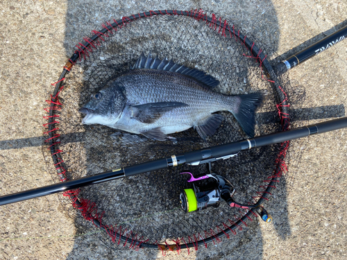 チヌの釣果