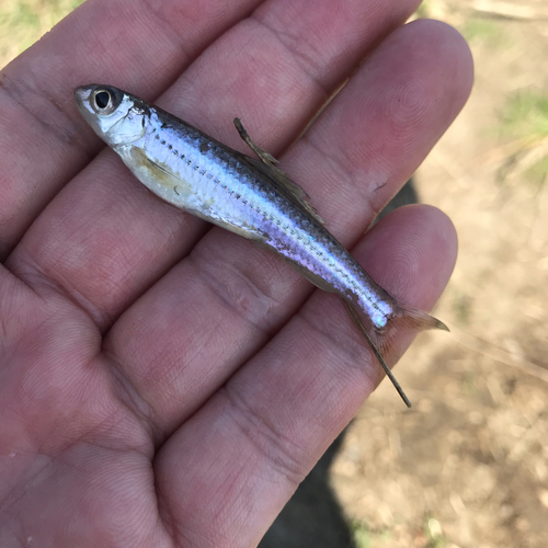 モロコの釣果