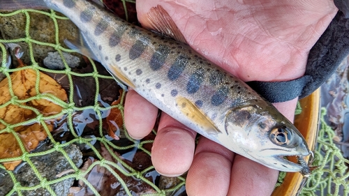 ヤマメの釣果