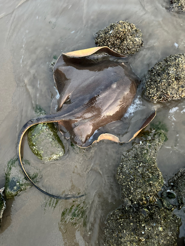 アカエイの釣果