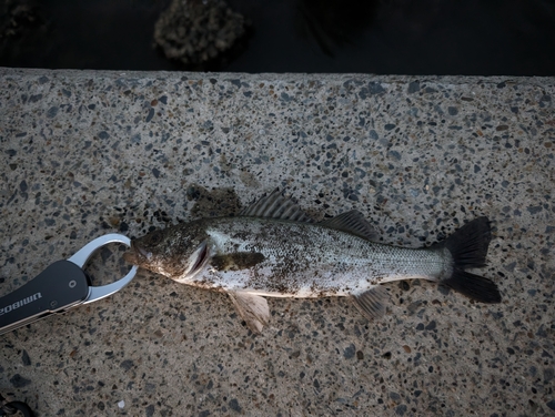 セイゴ（マルスズキ）の釣果