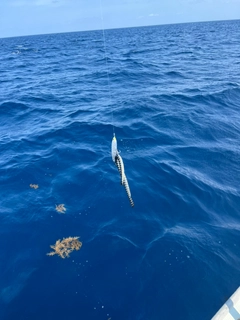 ウミヘビの釣果