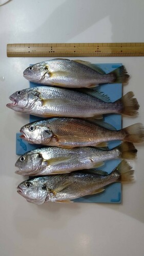 イシモチの釣果