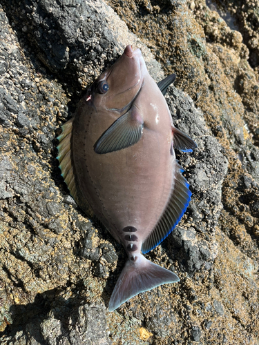 サンノジの釣果