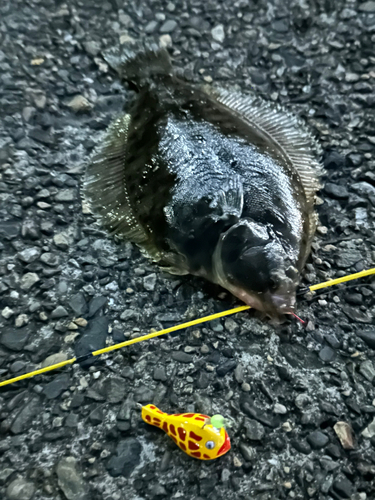 カレイの釣果