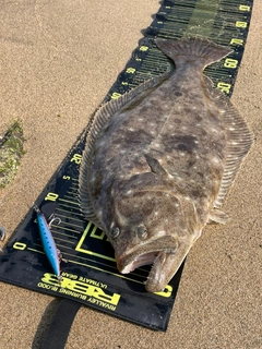 ヒラメの釣果