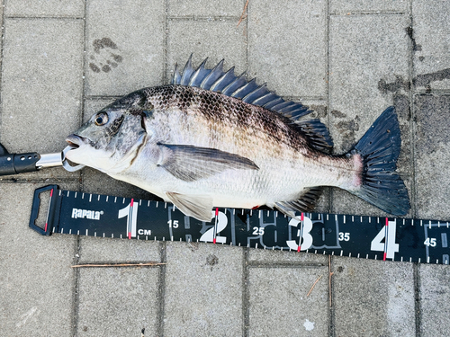 チヌの釣果