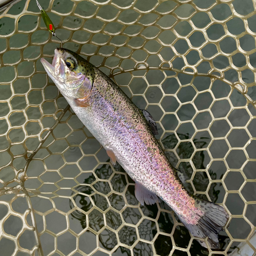 ニジマスの釣果