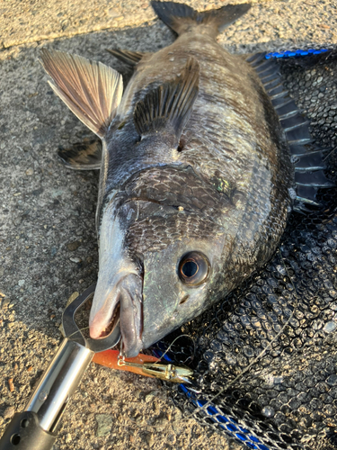 クロダイの釣果