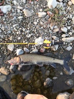ニゴイの釣果