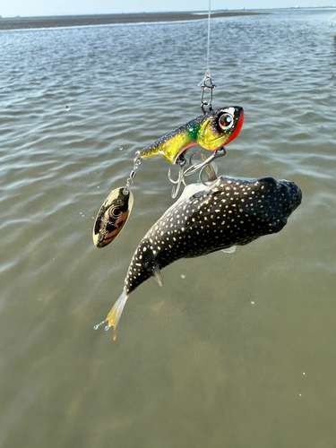 クサフグの釣果